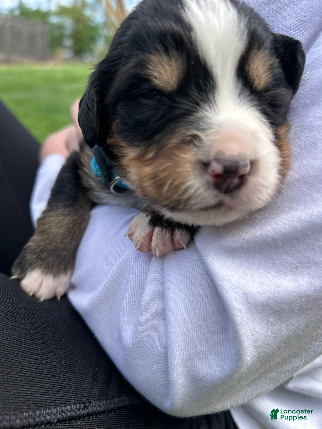 Bernese Mountain Dog dogs for sale: Bernese Mountain Dog Puppy 12 - Ad 2