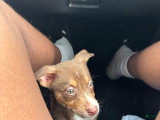 Mixed Breed dogs - Ad 8