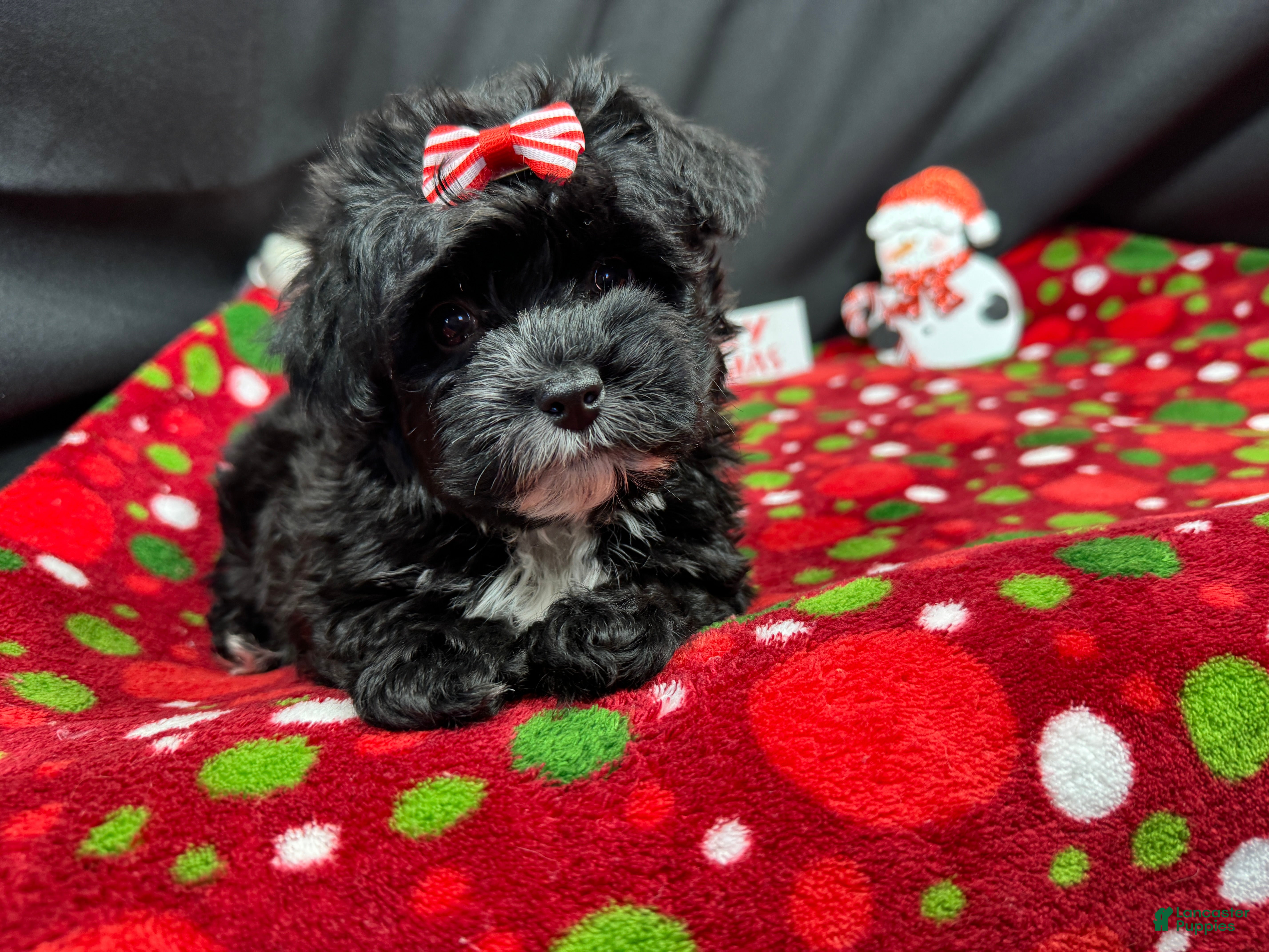 Yorkiepoo dogs Yorkiepoo Puppy 2 - Ad 20