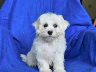 Mixed Breed dogs - Ad 38