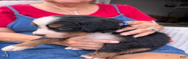 Bernese Mountain Dog 10. Dark Blue collar 