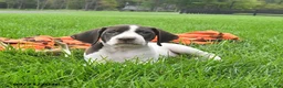 German Shorthaired Pointer dogs for sale: Spartin  - Ad 4