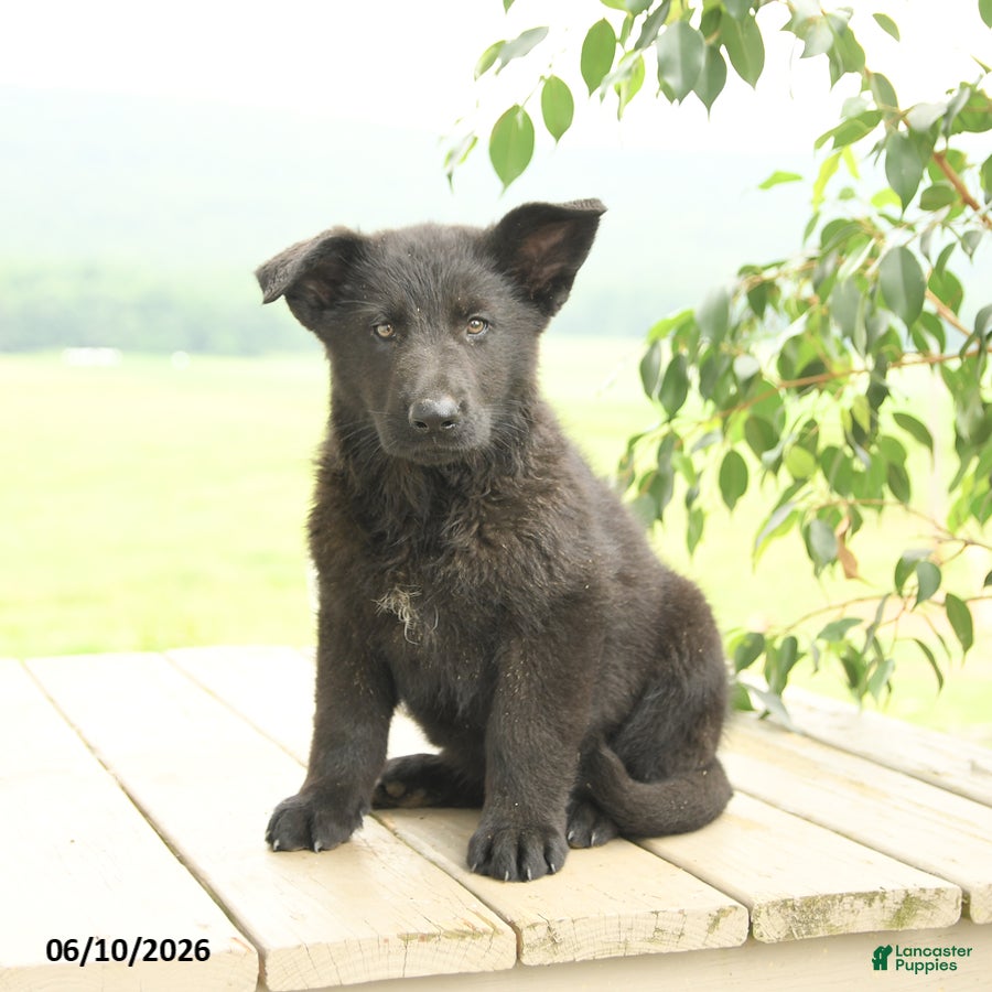 German Shepherd dogs Petunia - Ad 1