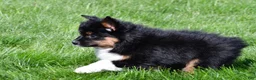 Miniature Australian Shepherd dogs for sale: Sandy - Ad 6