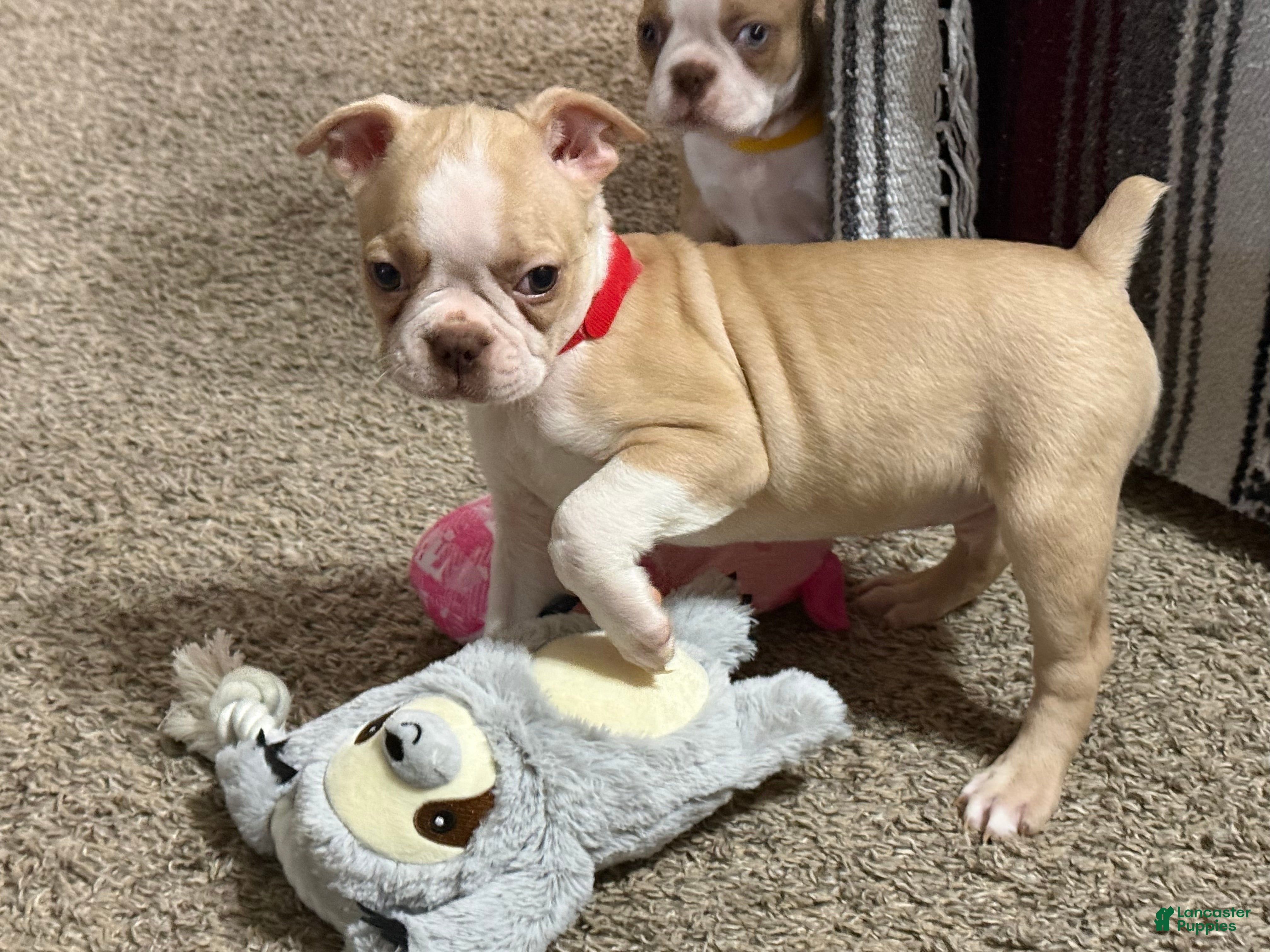 Boston Terrier dogs Boston Terrier 2 - Ad 28