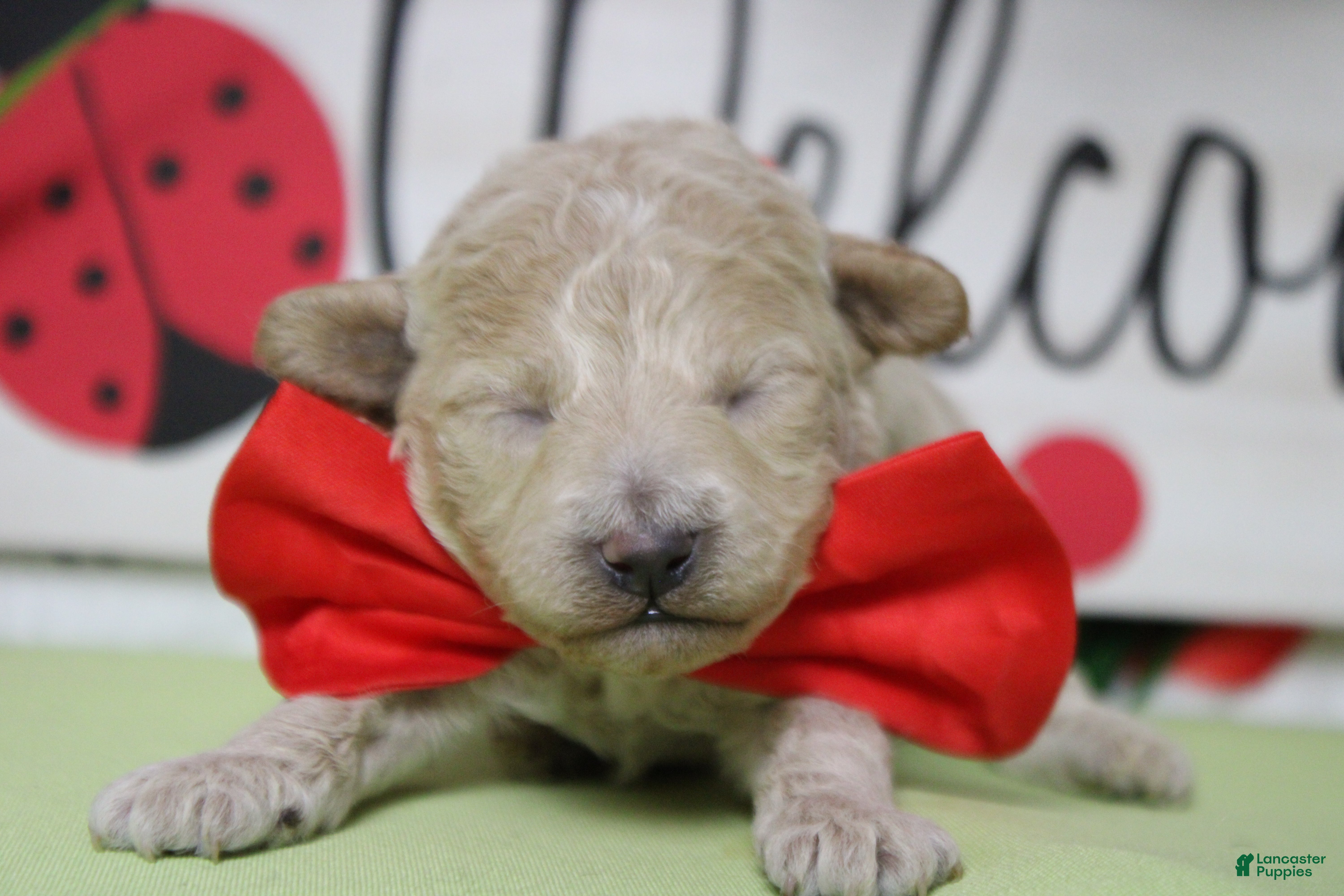 Havapoo dogs Willie  - Ad 18