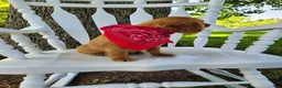 Cavapoo dogs for sale: Cavapoo Puppy 3 - Ad 7