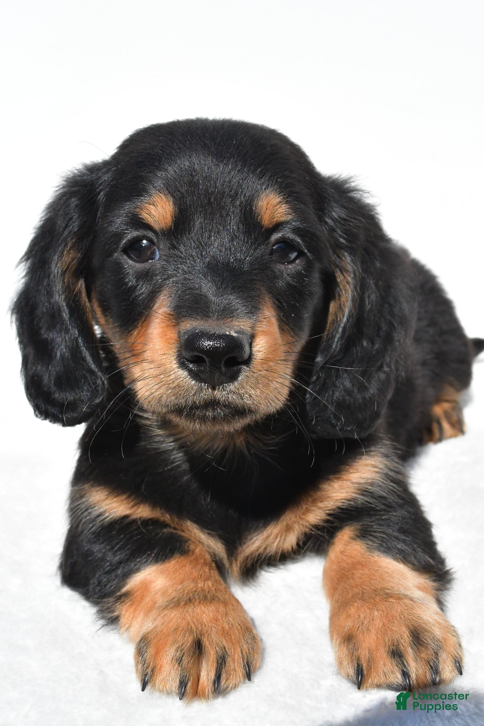 Miniature Dachshund dogs for sale: Alex - Ad 4