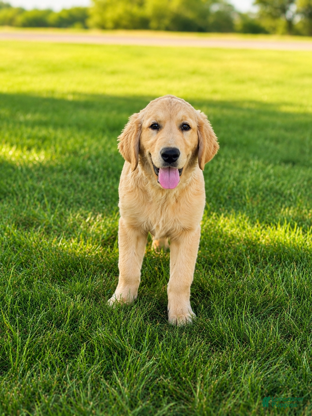 Golden Retriever dogs TRAINED Ben the Golden Retriever Puppy  - Ad 1
