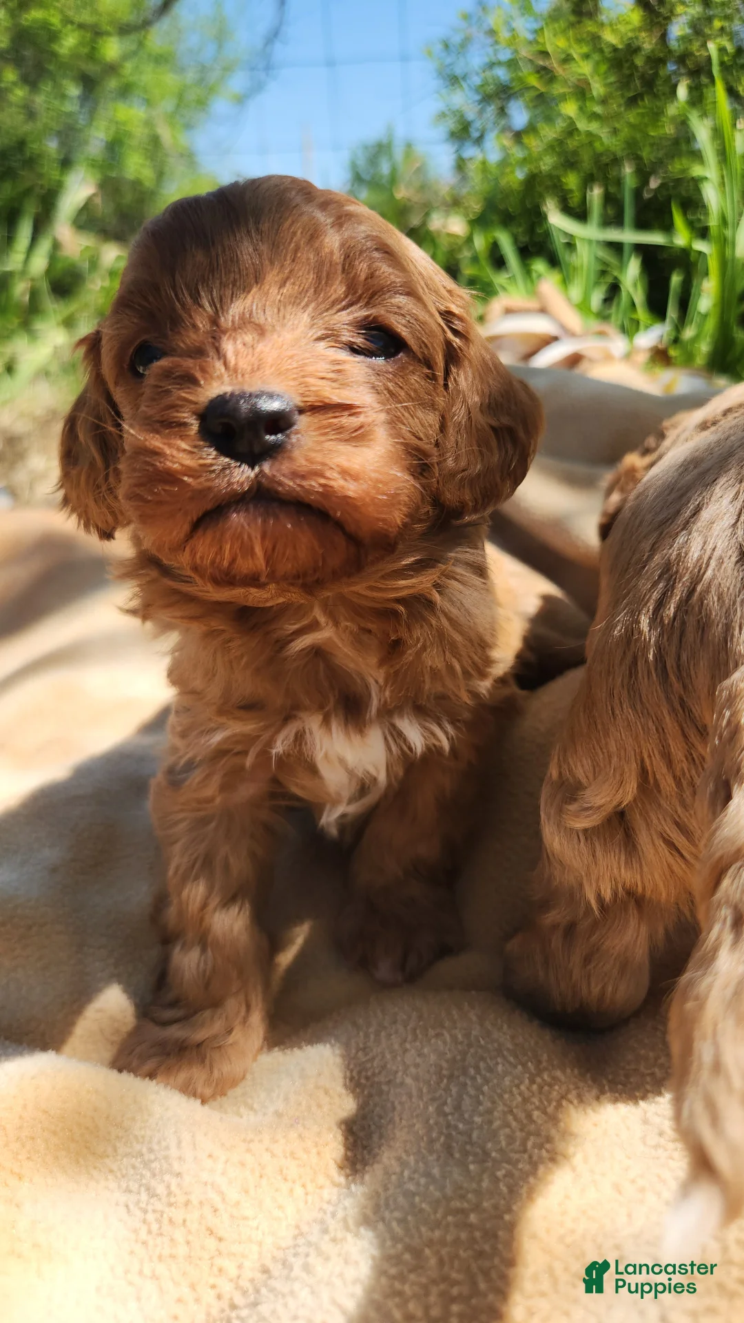 Cavapoo dogs for sale: Cavapoo Puppy 2 - Ad 2