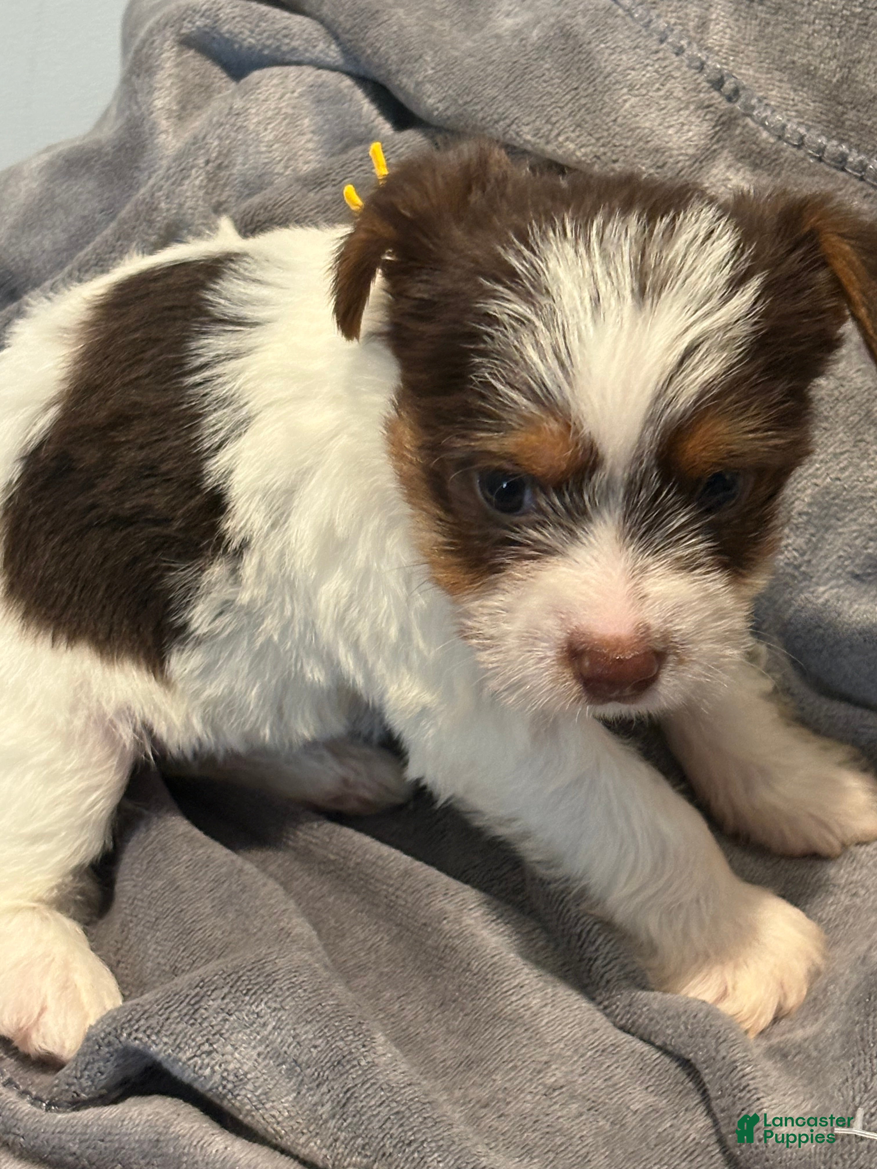 Yorkshire Terrier dogs Yorkshire Terrier Puppy 2 - Ad 13