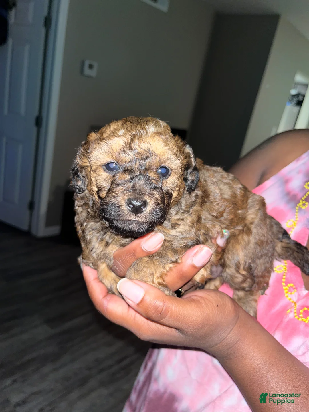 Toy Poodle dogs for sale: Toy Poodle Puppy 2 - Ad 1