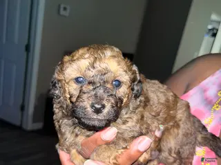 Toy Poodle dogs Toy Poodle Puppy 2 - Ad 12