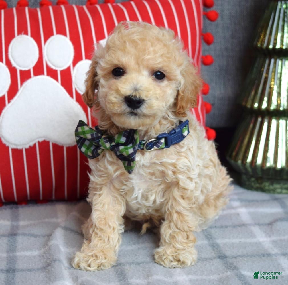 Miniature Poodle dogs Nicolas  - Ad 32
