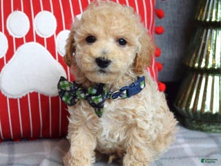 Miniature Poodle dogs Nicolas - Ad 32