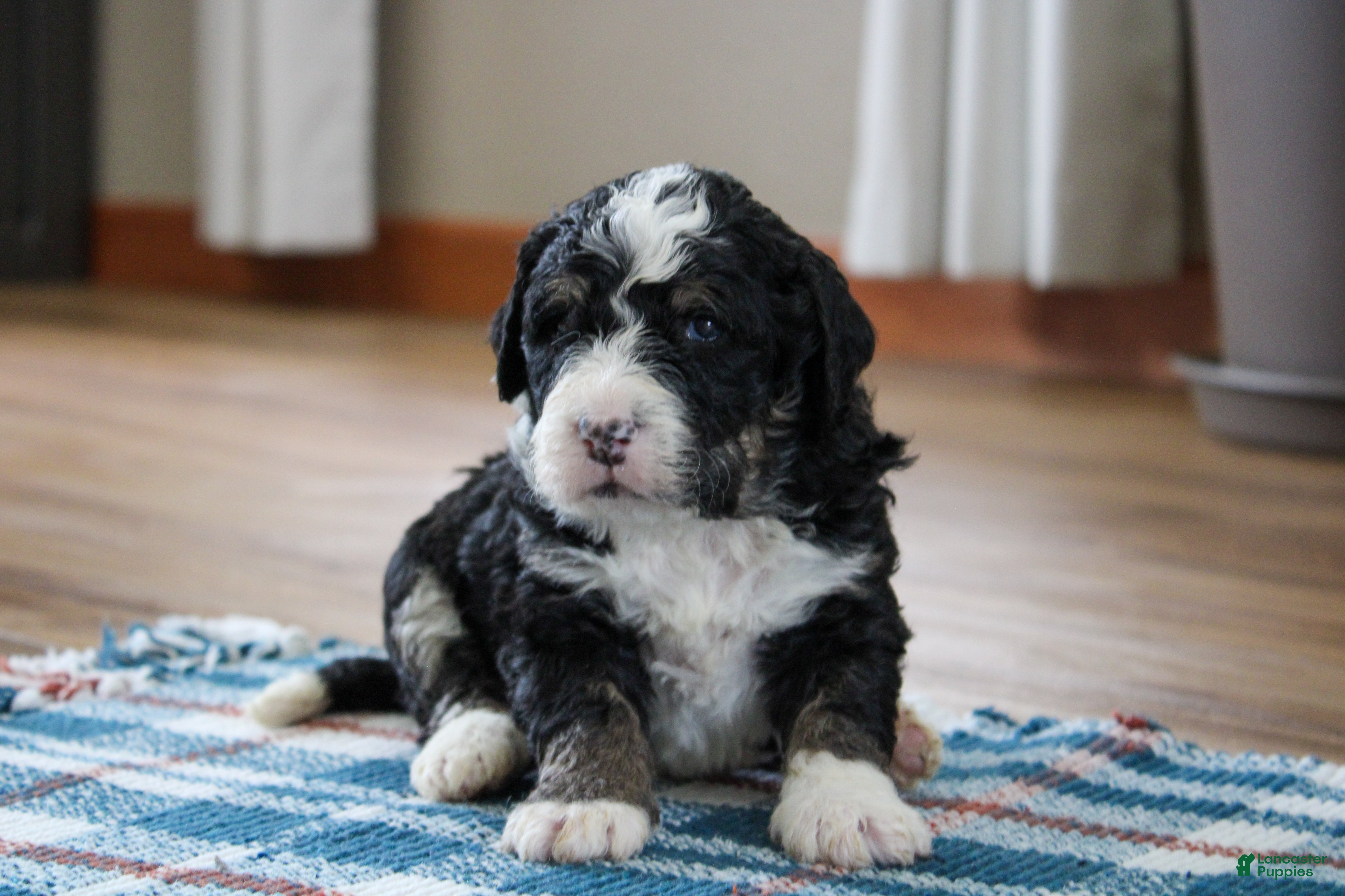 Mini Bernedoodle dogs Parker - Ad 2
