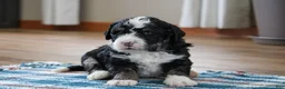 Mini Bernedoodle dogs for sale: Parker - Ad 2