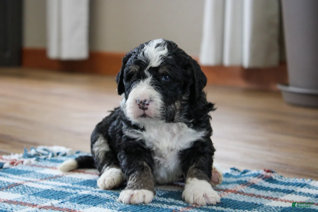 Mini Bernedoodle dogs for sale: Parker - Ad 2