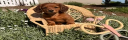 Dachshund dogs for sale: Sunny  - Ad 4