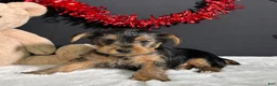 Yorkshire Terrier dogs for sale: Blazer - Ad 3