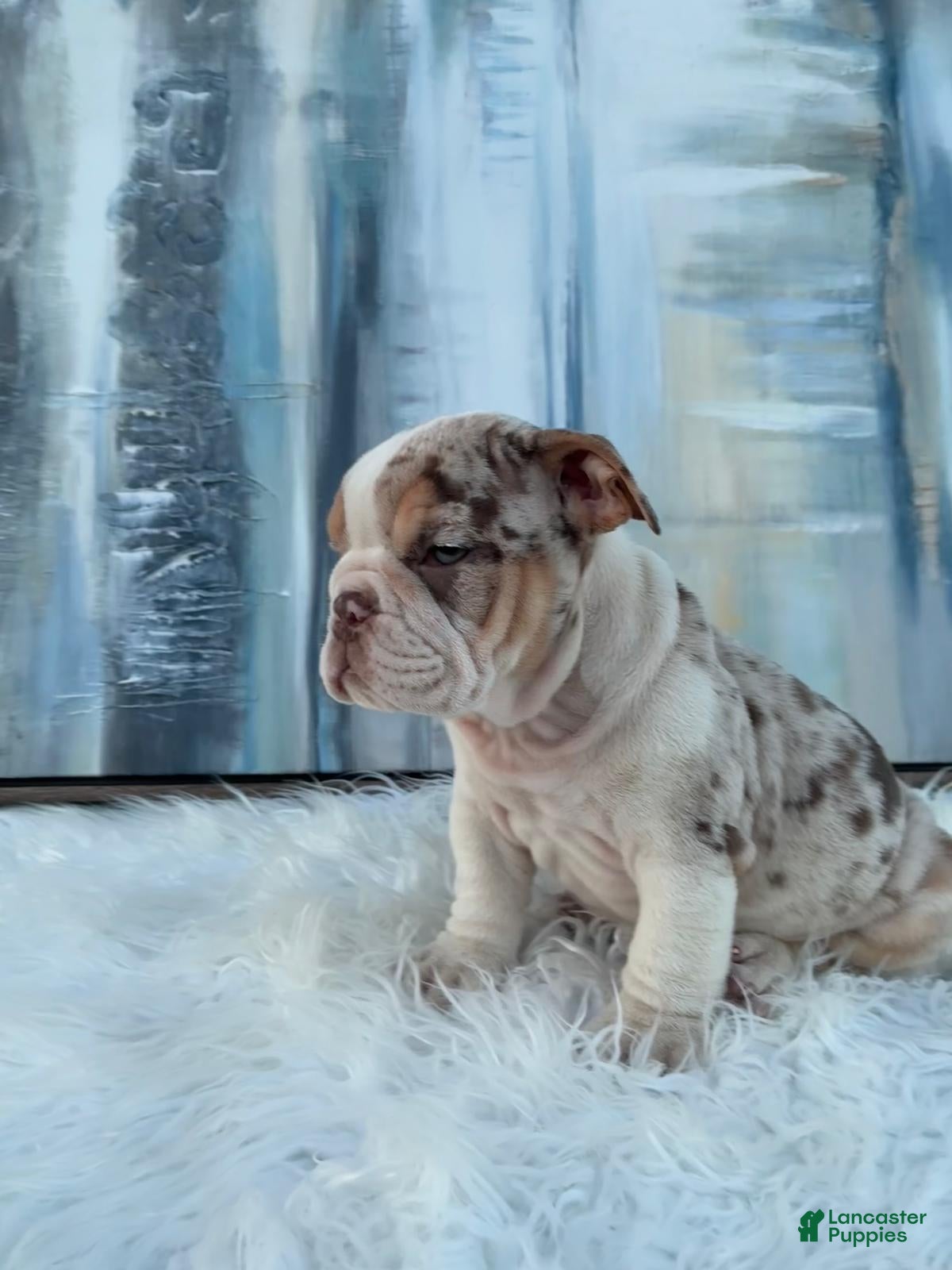 English Bulldog dogs Java - Ad 2
