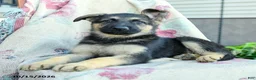 German Shepherd dogs for sale: Athena - Ad 3