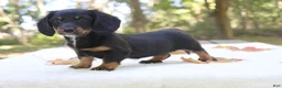 Miniature Dachshund dogs for sale: Sophie - Ad 5
