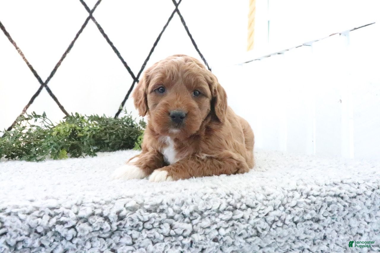 Mini Goldendoodle dogs Railey - Ad 1