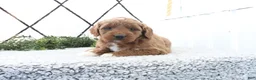 Mini Goldendoodle dogs for sale: Railey - Ad 1