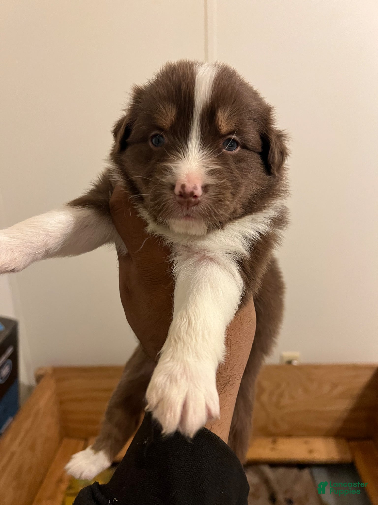 Australian Shepherd dogs Australian Shepherd Puppy 2 - Ad 15