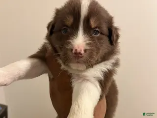 Australian Shepherd dogs Australian Shepherd Puppy 2 - Ad 13