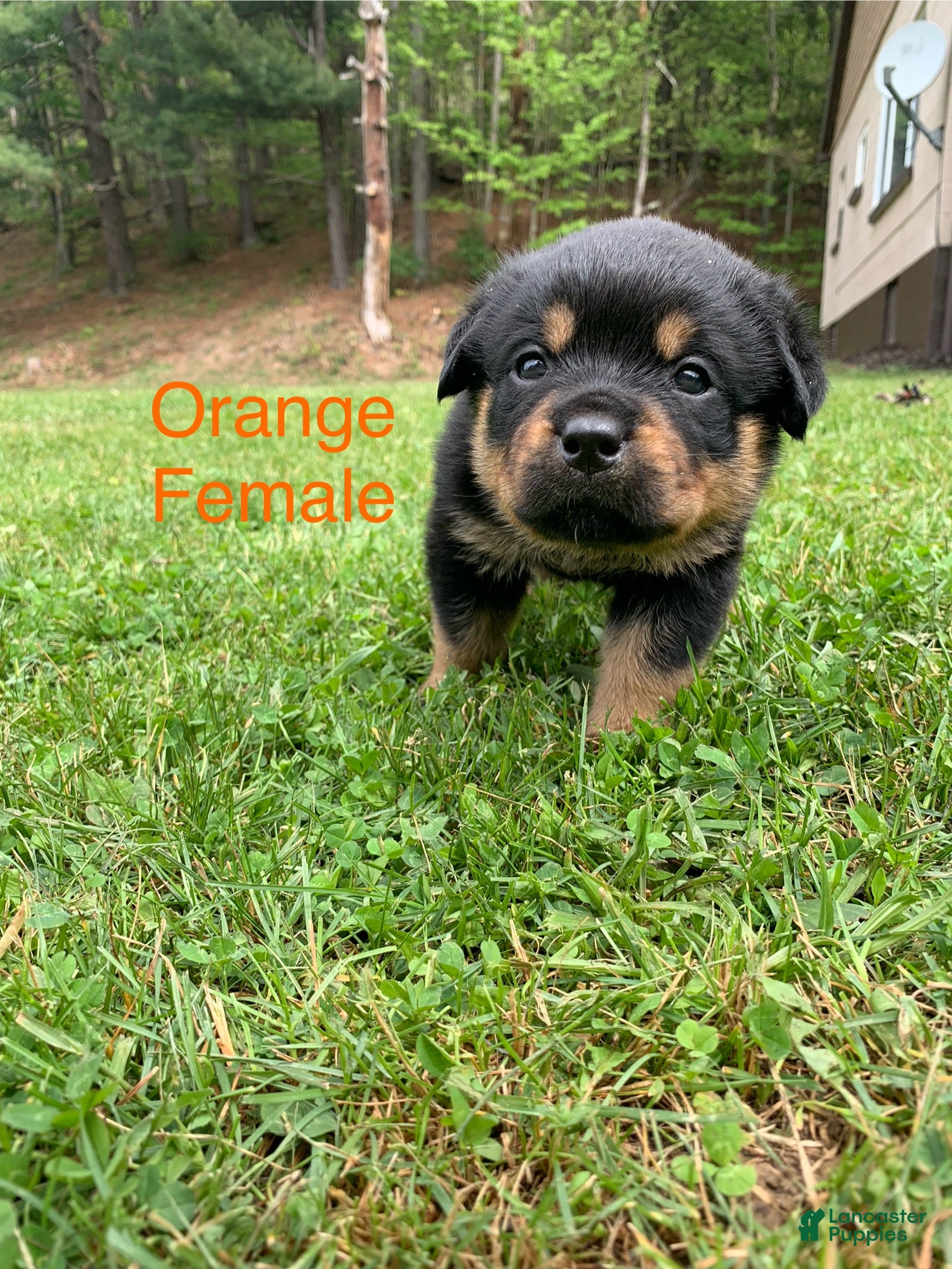 Rottweiler dogs Orange Female - Ad 28