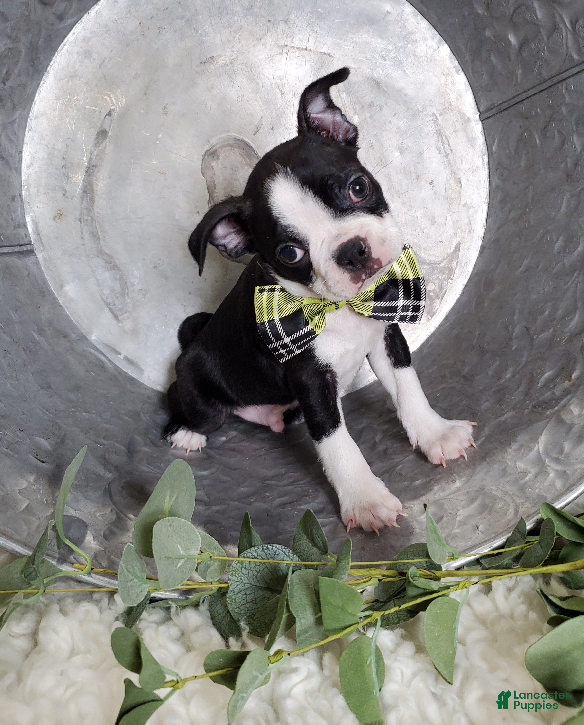 Boston Terrier dogs Joey - Ad 2
