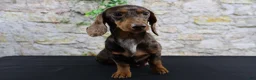 Miniature Dachshund dogs for sale: Miniature Dachshund Puppy 5 - Ad 11
