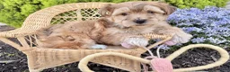 Yochon dogs for sale: Goldie  - Ad 1