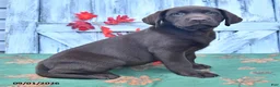 Labrador Retriever dogs for sale: Lulu - Ad 5