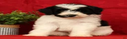 Mini Sheepadoodle dogs for sale: Max - Ad 3