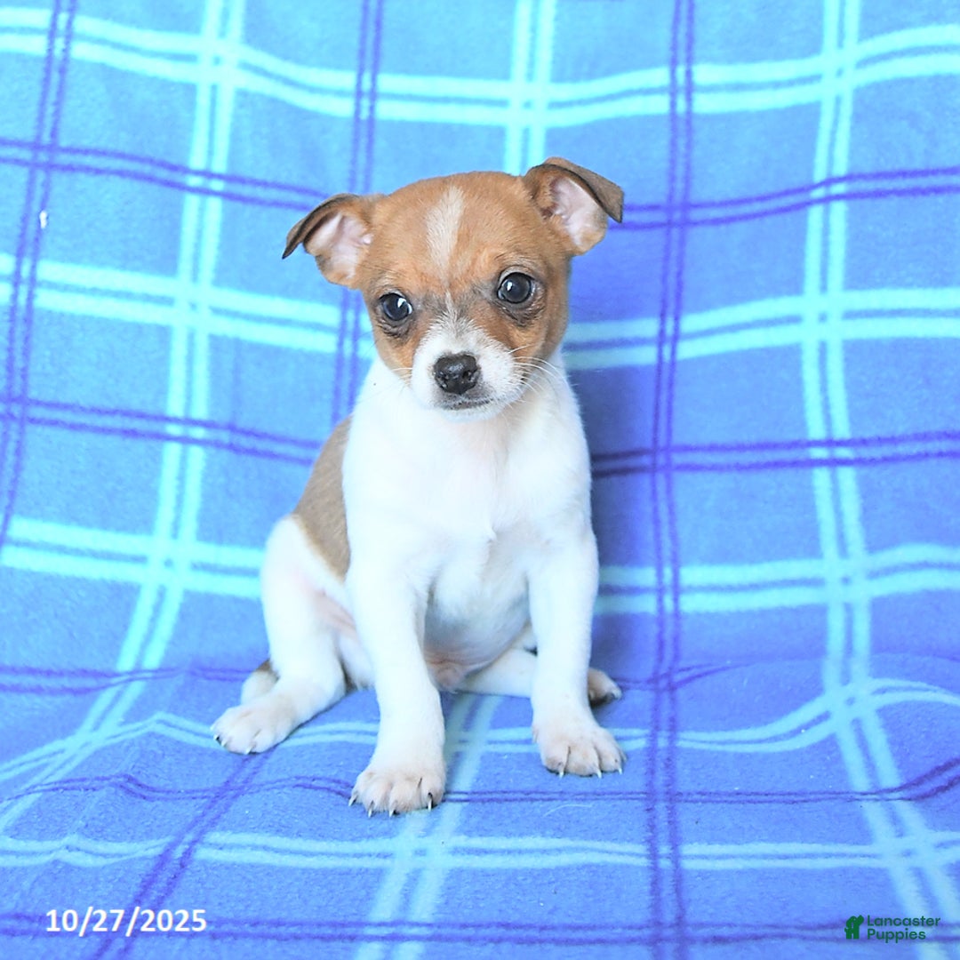Chihuahua dogs for sale: Pepper - Ad 2