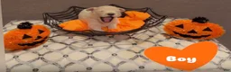 Goldendoodle dogs for sale: Goldendoodle 3 - Ad 1