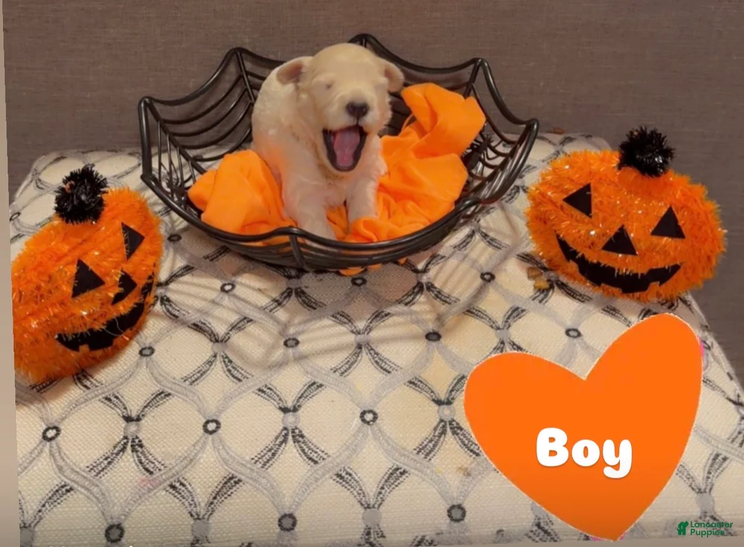 Goldendoodle dogs for sale: Goldendoodle 3 - Ad 1