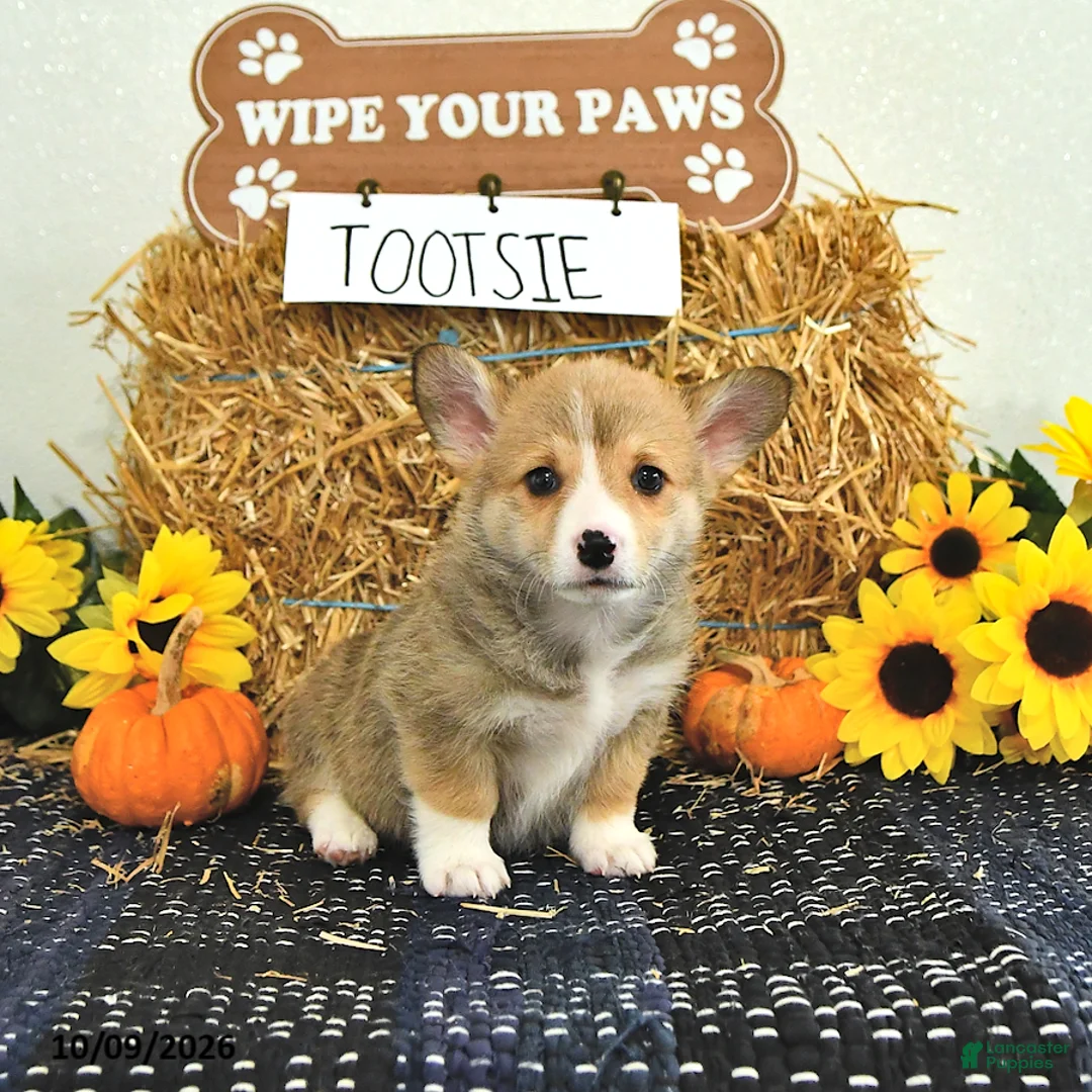 Welsh Corgi Pembroke dogs for sale: Tootsie - Ad 1