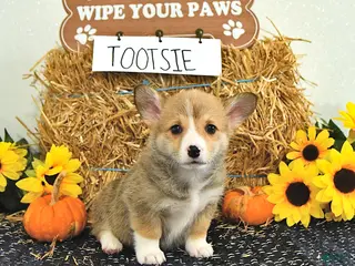 Welsh Corgi Pembroke dogs Tootsie - Ad 1