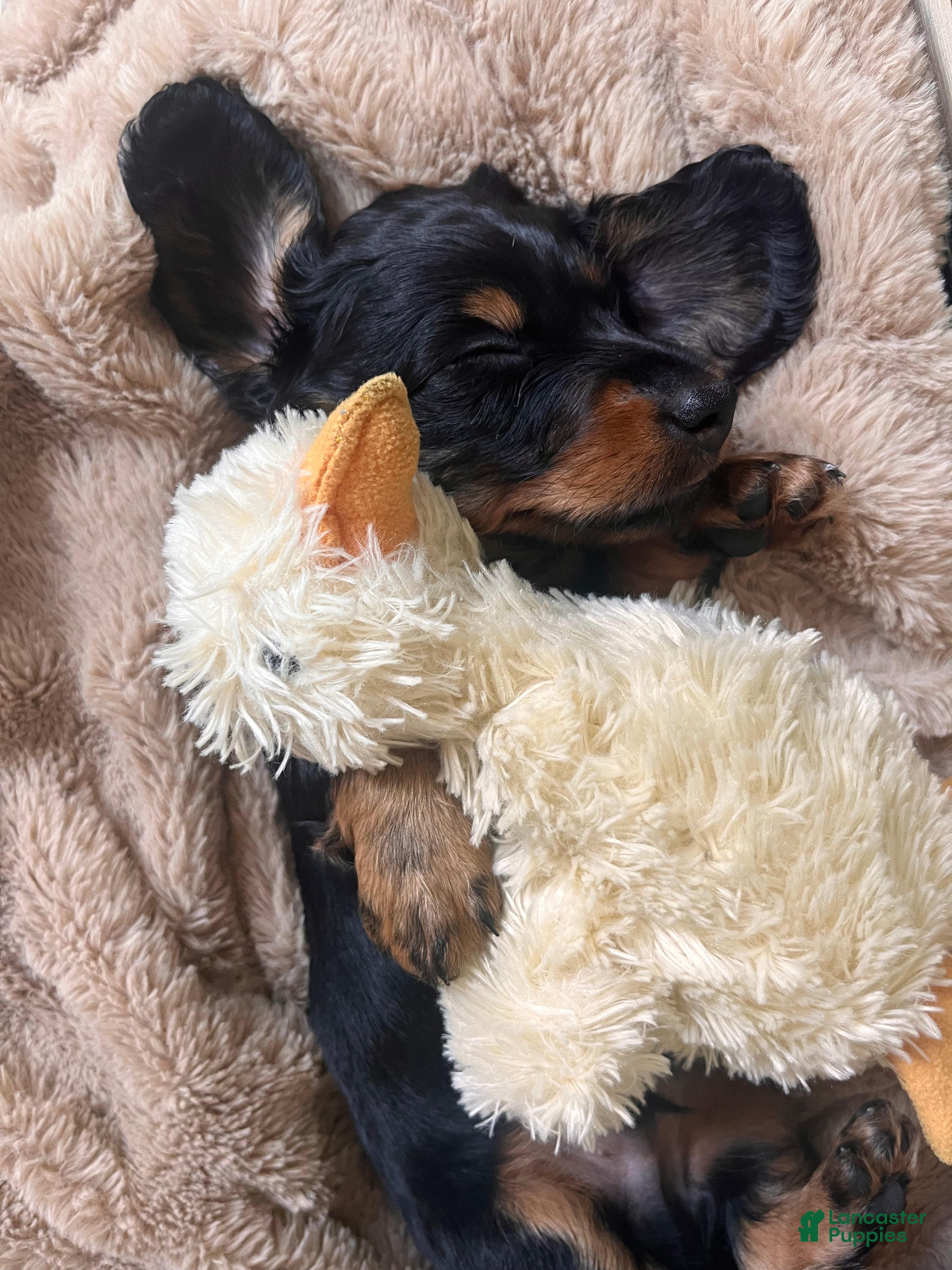Dachshund dogs Kress - Ad 1