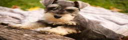 Miniature Schnauzer dogs for sale: Murphy - Ad 8
