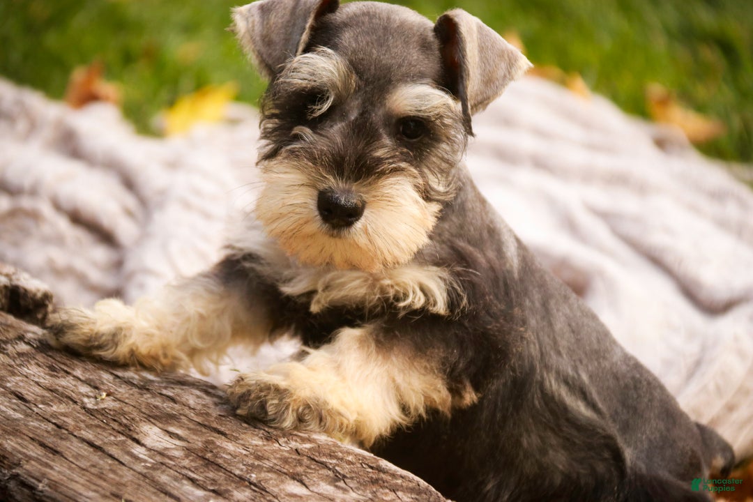 Miniature Schnauzer dogs for sale: Murphy - Ad 8