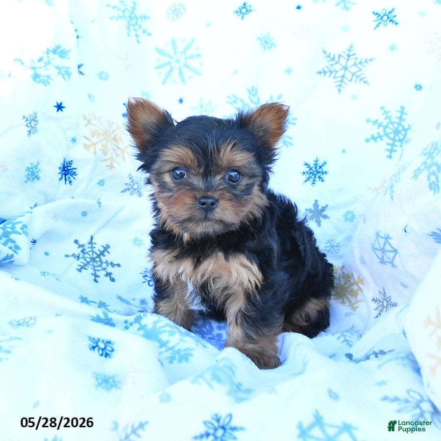Yorkshire Terrier dogs Toby - Ad 2