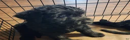 Labradoodle dogs for sale: Labradoodle dark purple collar - Ad 7