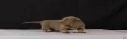 Dachshund dogs for sale: Max - Ad 4