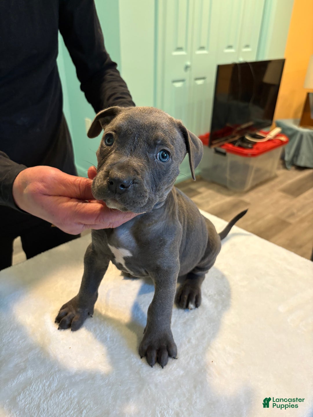 American Bully dogs for sale:  Puppy 1 - Ad 3