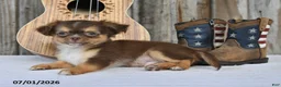 Chihuahua dogs for sale: Nacho - Ad 4